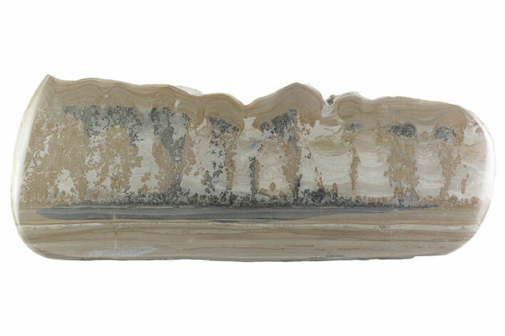 Triassic Aged Stromatolite Fossil - England #365671